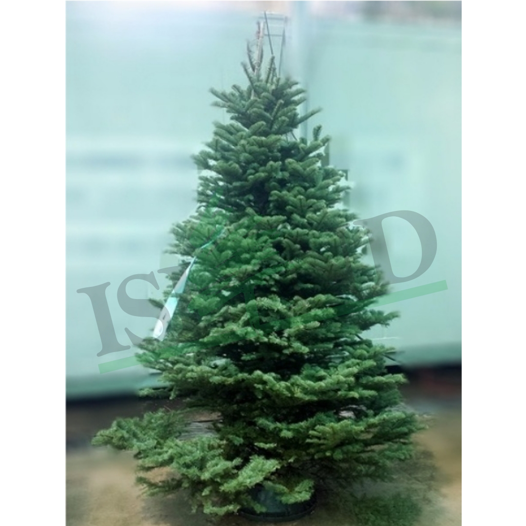 NOBLE FIR CHRISTMAS TREE 7FT8FT